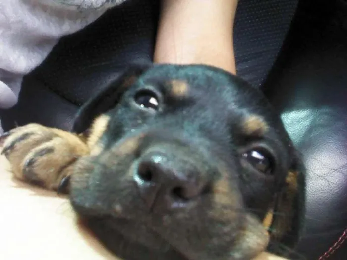 Cachorro raça  idade 2 a 6 meses nome Black