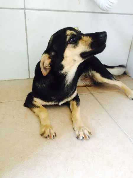 Cachorro ra a indefinida idade 7 a 11 meses nome Lana