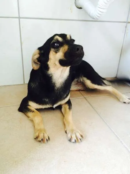 Cachorro ra a indefinida idade 7 a 11 meses nome Lana