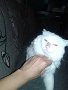 Gato ra a mestiço idade 1 ano nome SERENO