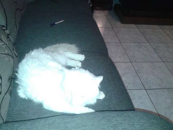 Gato ra a mestiço idade 1 ano nome SERENO