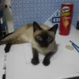 MILA