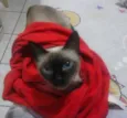 MILA