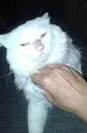 Gato raça mestiço idade 1 ano nome SERENO