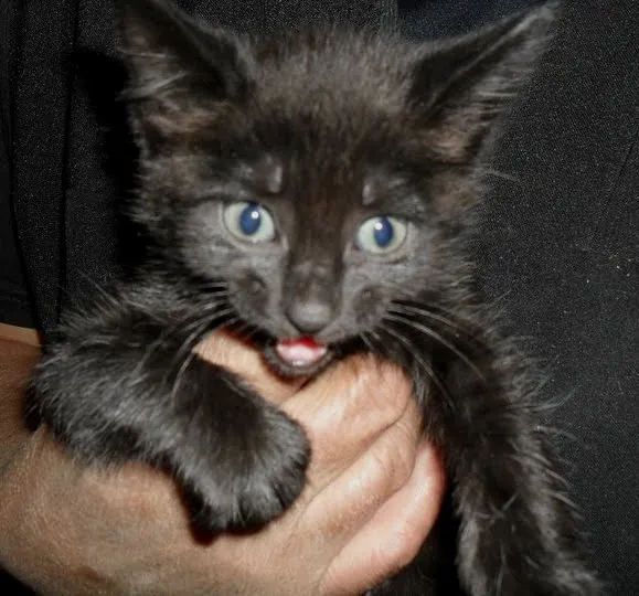 Gato ra a vira lata idade 2 a 6 meses nome Cisco
