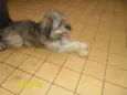 Flocão