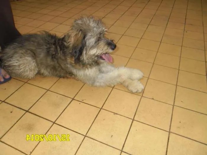 Cachorro ra a Poodle idade 7 a 11 meses nome Flocão