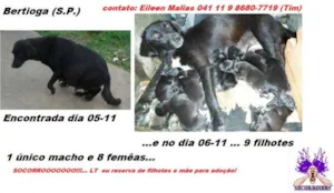 Cachorro raça SRD idade 3 anos nome Mãezinha