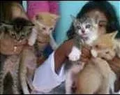 Gato raça SRD idade Abaixo de 2 meses nome Filhotes