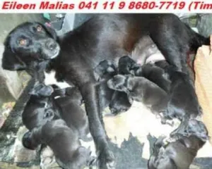 Cachorro raça SRD idade Abaixo de 2 meses nome Filhotes