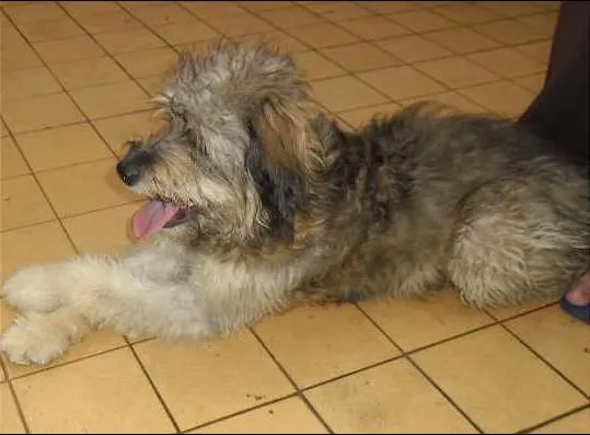 Cachorro ra a Poodle idade 7 a 11 meses nome Flocão