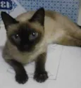 MILA