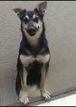 Cachorro raça indefinida idade 7 a 11 meses nome Lana