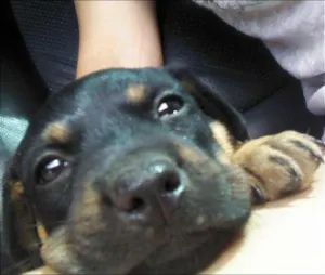 Cachorro raça  idade 2 a 6 meses nome Black