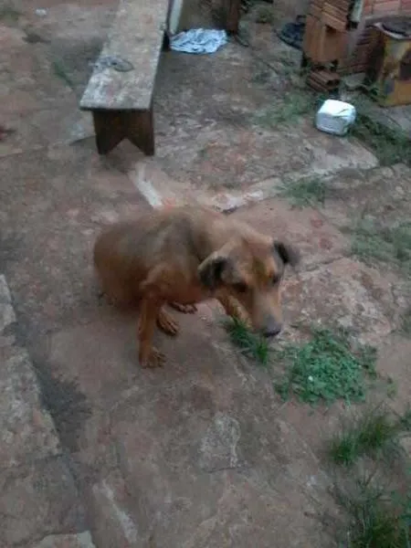 Cachorro ra a vira-lata idade 2 anos nome Gigante