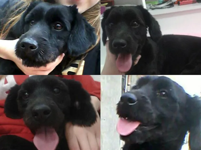 Cachorro ra a vira-lata idade 2 a 6 meses nome Sem nome
