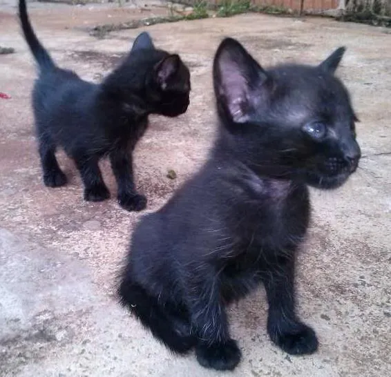 Gato ra a Indefinida idade 2 a 6 meses nome Carinhosos