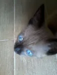 Filhotinho