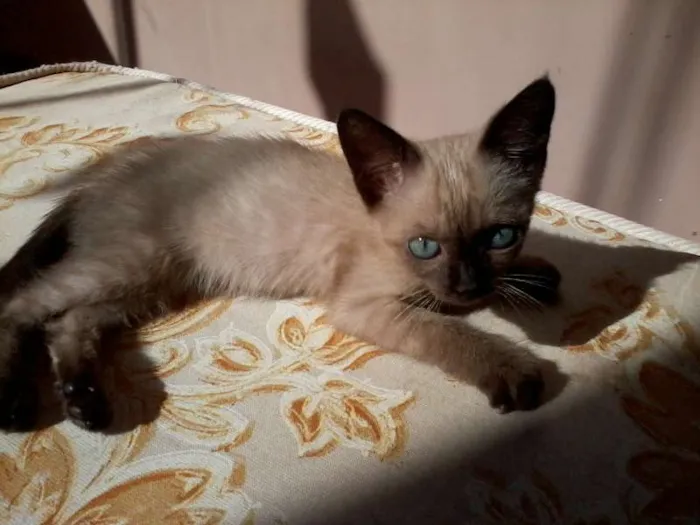 Gato ra a Siamês idade Abaixo de 2 meses nome Filhotinho