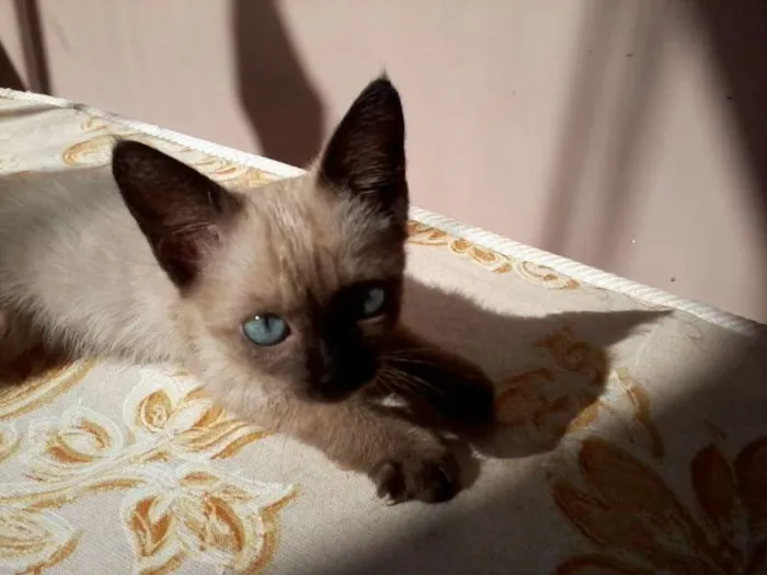 Gato ra a Siamês idade Abaixo de 2 meses nome Filhotinho