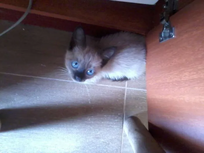 Gato ra a Siamês idade Abaixo de 2 meses nome Filhotinho