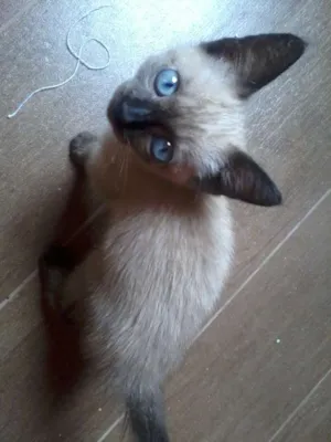 Gato raça Siamês idade Abaixo de 2 meses nome Filhotinho