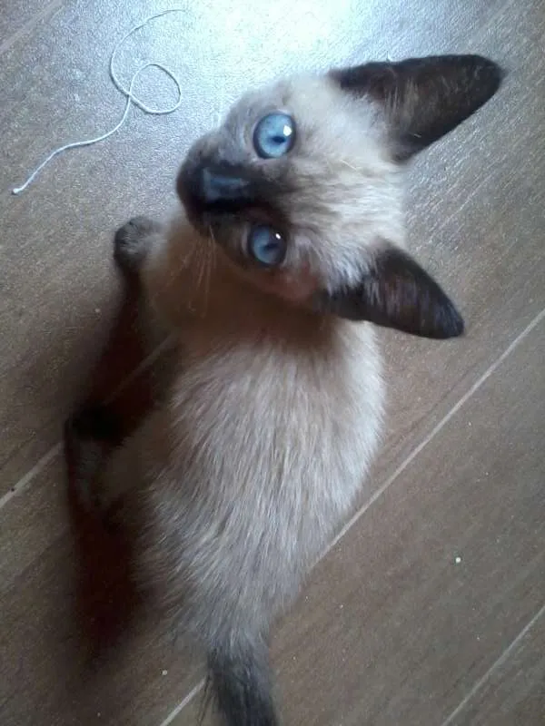 Gato ra a Siamês idade Abaixo de 2 meses nome Filhotinho
