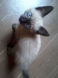 Filhotinho