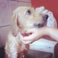 Fofinho