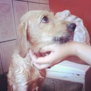 Cachorro raça Indefinida (mix de lhasa-apso e street dog) idade 2 a 6 meses nome Fofinho