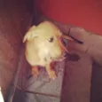 Fofinho