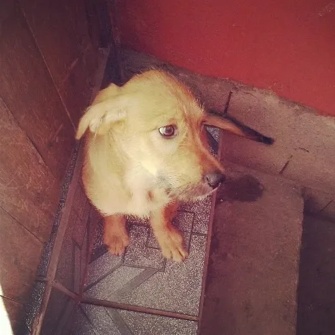 Cachorro ra a Indefinida (mix de lhasa-apso e street dog) idade 2 a 6 meses nome Fofinho