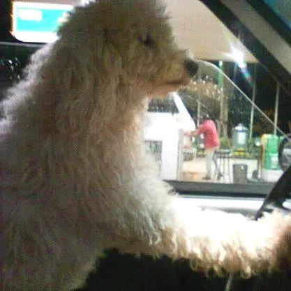 Cachorro ra a Poodle idade 6 ou mais anos nome  BEETHOVEN GRATIFICA