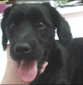 Cachorro ra a vira-lata idade 2 a 6 meses nome Sem nome
