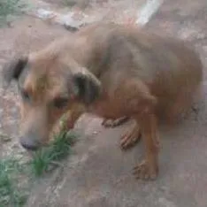 Cachorro raça vira-lata idade 2 anos nome Gigante