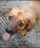 Cachorro raça  idade 7 a 11 meses nome mel 