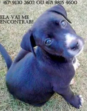 Cachorro raça Vira latas idade 2 a 6 meses nome Brasileiro