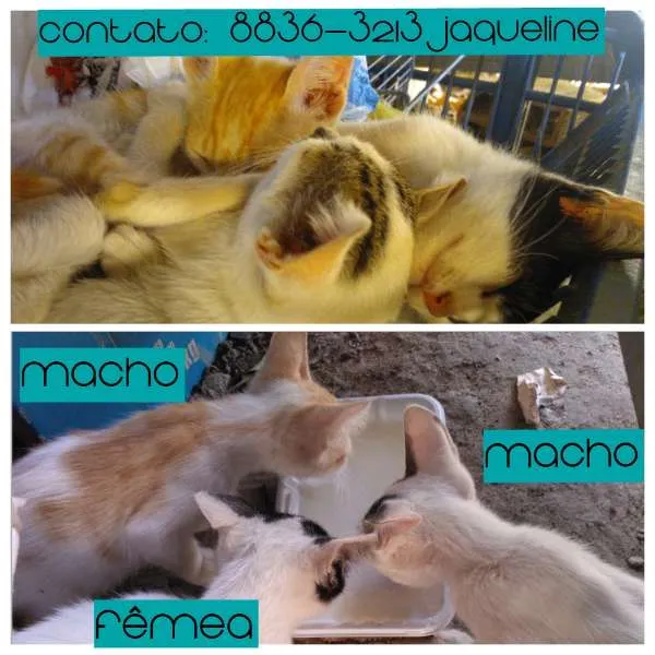 Gato ra a SRD idade Abaixo de 2 meses nome Espoleta, Lelo e Kiwi
