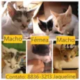 Espoleta, Lelo e Kiwi
