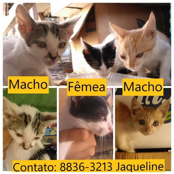 Gato ra a SRD idade Abaixo de 2 meses nome Espoleta, Lelo e Kiwi