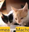 Espoleta, Lelo e Kiwi
