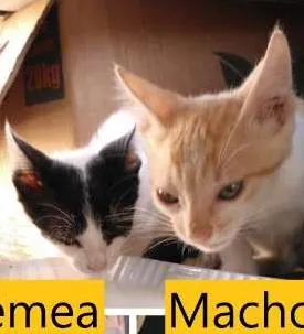 Gato ra a SRD idade Abaixo de 2 meses nome Espoleta, Lelo e Kiwi