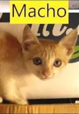 Espoleta, Lelo e Kiwi