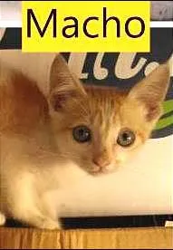 Gato raça SRD idade Abaixo de 2 meses nome Espoleta, Lelo e Kiwi