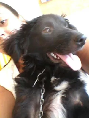 Cachorro raça SRD idade  nome Binho