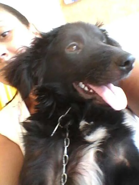 Cachorro ra a SRD idade  nome Binho