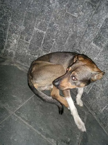Cachorro ra a SRD idade  nome Sem nome