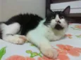 Maixa