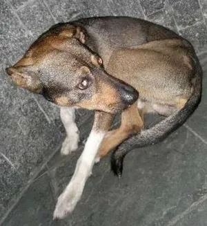 Cachorro raça SRD idade  nome Sem nome