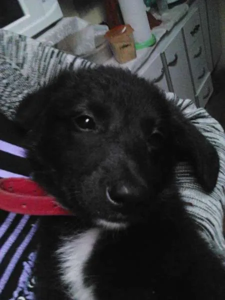 Cachorro ra a não identificada idade 2 a 6 meses nome Princesa